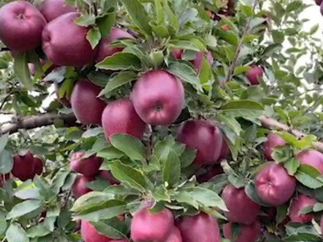 ABD'de aileler sonbaharda hafta sonlarını elma toplayarak geçiriyor
