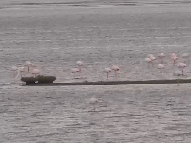 "Kuş Oteli" Hersek Lagünü flamingo ve diğer göçmen kuşlarla şenlendi