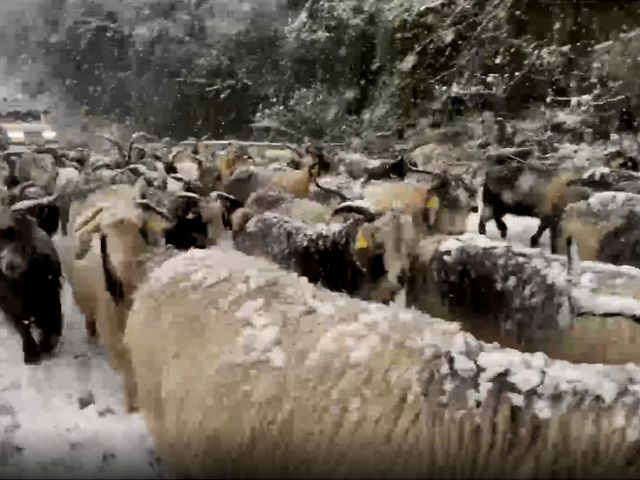Yüksek kesimlerdeki keçi sürüleri yoğun kar nedeniyle köylere indiriliyor