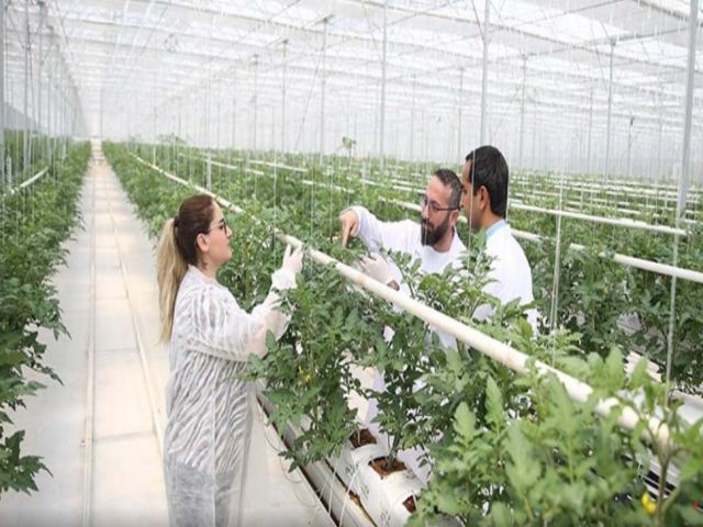 Sakarya'da topraksız tarımla 8 çeşit domates üretiliyor