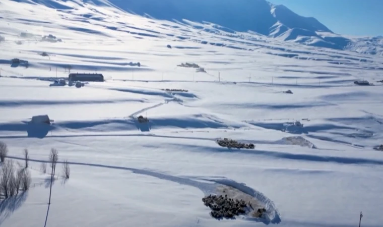 Karla kaplı köylerdeki besiciler zor şartlarda hayvanlarını besliyor
