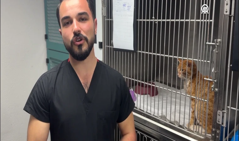 Çene kemiği kırılan sahipsiz kedi ameliyat edildi