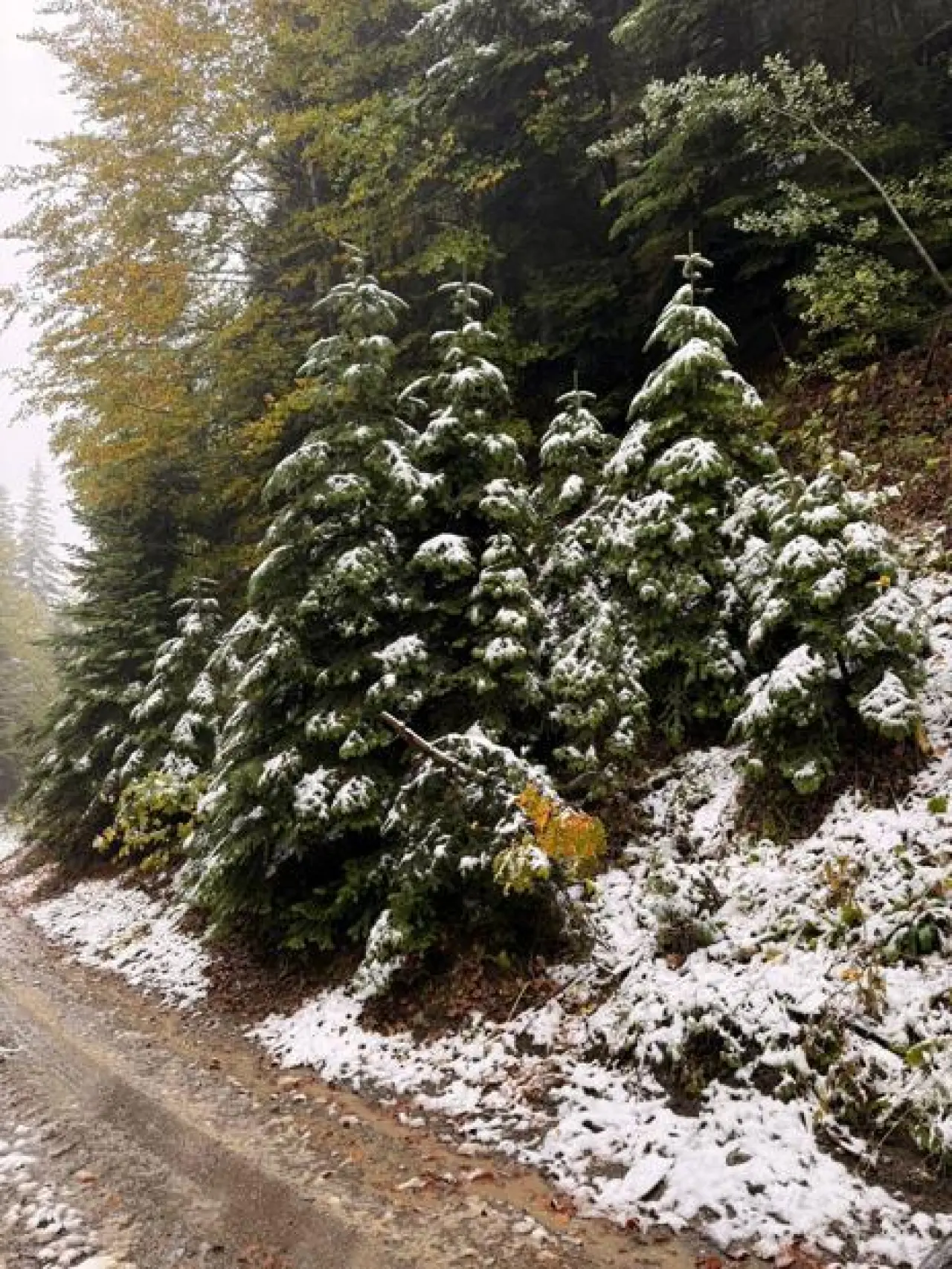 Bolu’nun yüksek kesimlerine kar yağdı