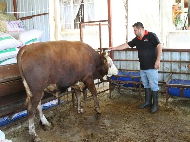 Kurban kesiminde zoonotik bulaş uyarısı; kuduz, tetanoz ve orf hastalığına dikkat