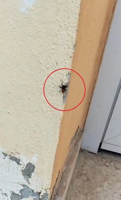 Bursa’da, soyu tükenme tehlikesi altında olan ‘Uğur böceği örümceği’ görüldü