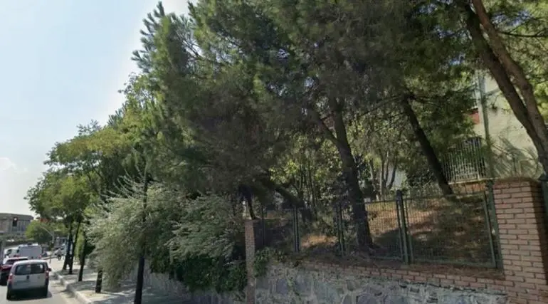 Başakşehirde otopark için ağaçlar kesildi iddiası