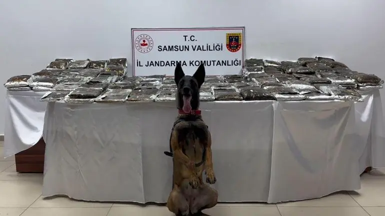 Samsunda 132 kilo toz esrar ele geçirildi; 1 gözaltı
