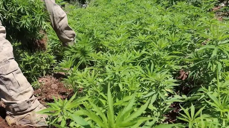 Diyarbakırda 217 bin 608 kök kenevir ve skunk ele geçirildi