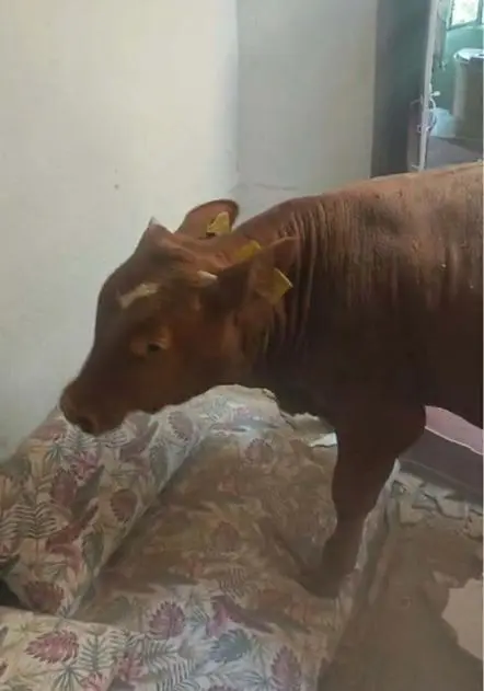 Evin çatısına düşen dana, delinen tavanda asılı kaldı