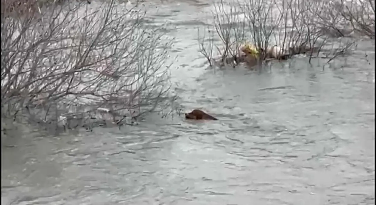 Köprüden nehre düşen sokak köpeği, yüzerek kıyıya ulaştı