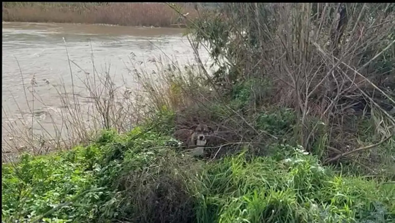 Köprüden nehre düşen sokak köpeği, yüzerek kıyıya ulaştı