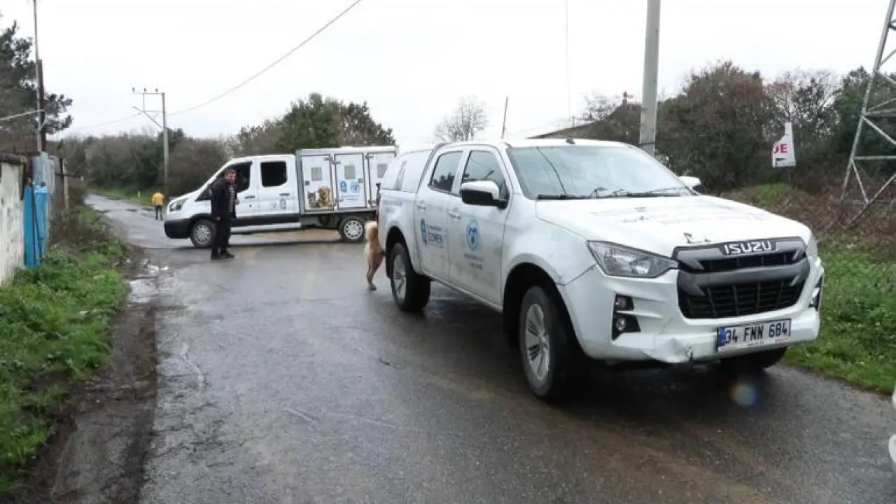 Eyupsultanda okuldan eve dönen 6 yaşındaki çocuğa sokak köpekleri saldırdı