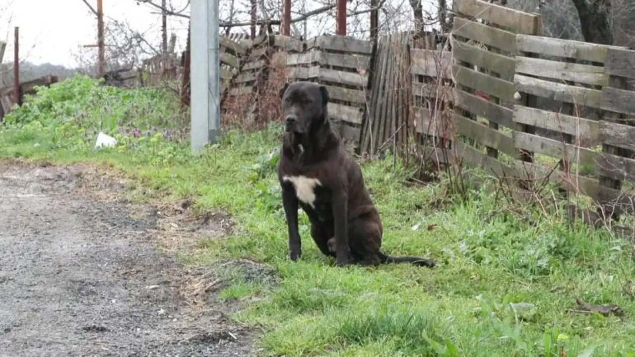 Eyupsultanda okuldan eve dönen 6 yaşındaki çocuğa sokak köpekleri saldırdı