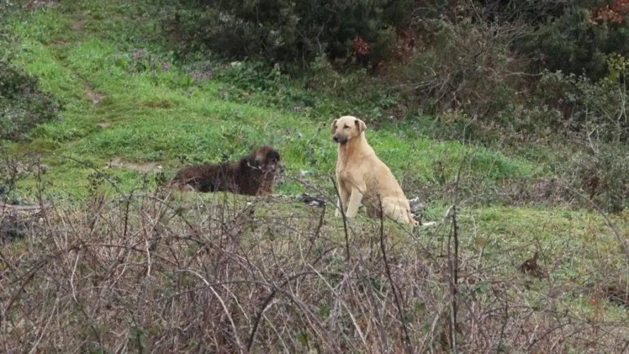 Eyupsultanda okuldan eve dönen 6 yaşındaki çocuğa sokak köpekleri saldırdı